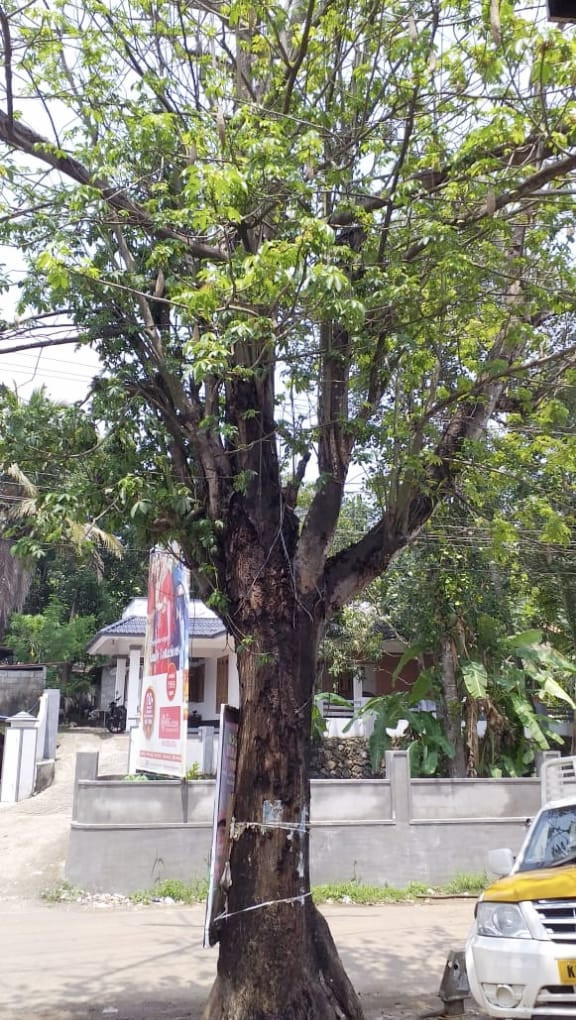മുളവൂർ ചിറപ്പടിയിൽ റോഡ് സെെഡിൽ അപകട ഭീക്ഷണി ഉയർത്തി നിൽക്കുന്ന മരം