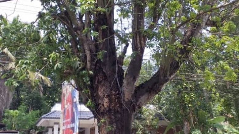 മുളവൂർ ചിറപടിയിൽ റോഡിൽ നിൽക്കുന്ന പഞ്ഞിമരം അപകട ഭീക്ഷണി ഉയർത്തുന്നു