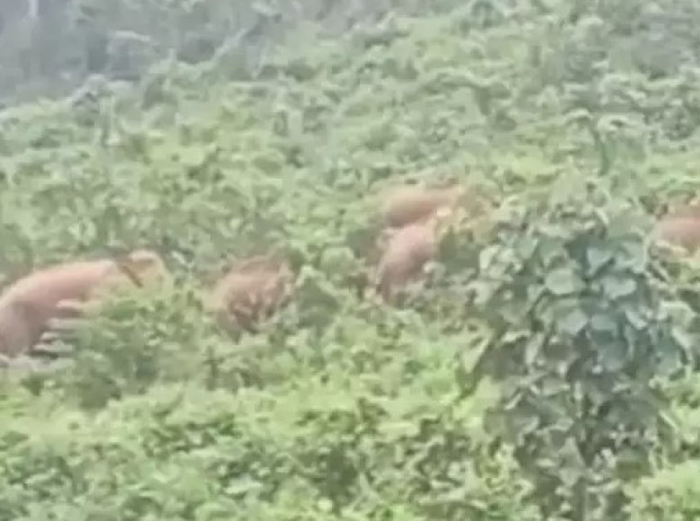 മുണ്ടക്കയത്ത് കാട്ടാനയിറങ്ങി; ഒന്നും രണ്ടുമല്ല, എത്തിയത് പത്തോളം കാട്ടാനകൾ