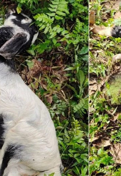 കോതമംഗലത്ത് ആടുകൾക്ക് നേരെ തെരുവ് നായ ആക്രമണം, മൂന്ന് ആടുകൾ ചത്തു, ഒന്നിനെ കടിച്ചു കീറി