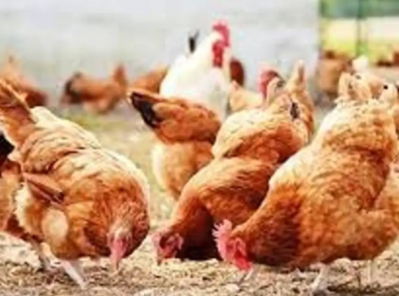 കോഴിക്കോട് പക്ഷിപ്പനി സ്ഥിരീകരിച്ചു, പക്ഷികളെ കൊന്നൊടുക്കല്‍ നടപടികള്‍ ഉടൻ