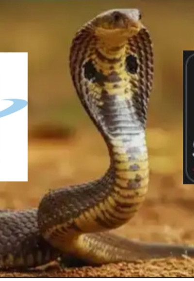 വീടുകള്‍ക്കുള്ളില്‍ പാമ്പുകള്‍ പ്രവേശിക്കുന്നതിന് മൂന്നോ നാലോ പ്രധാന കാരണങ്ങളാണുള്ളത് ; പാമ്പുകടിയേറ്റാല്‍ തുണി ഉപയോഗിച്ച്‌ മുറുക്കിക്കെട്ടരുത്, പകരം ഇക്കാര്യങ്ങള്‍ ശ്രദ്ധിക്കണം ; വിദഗ്ദര്‍ പറയുന്നതിങ്ങനെ